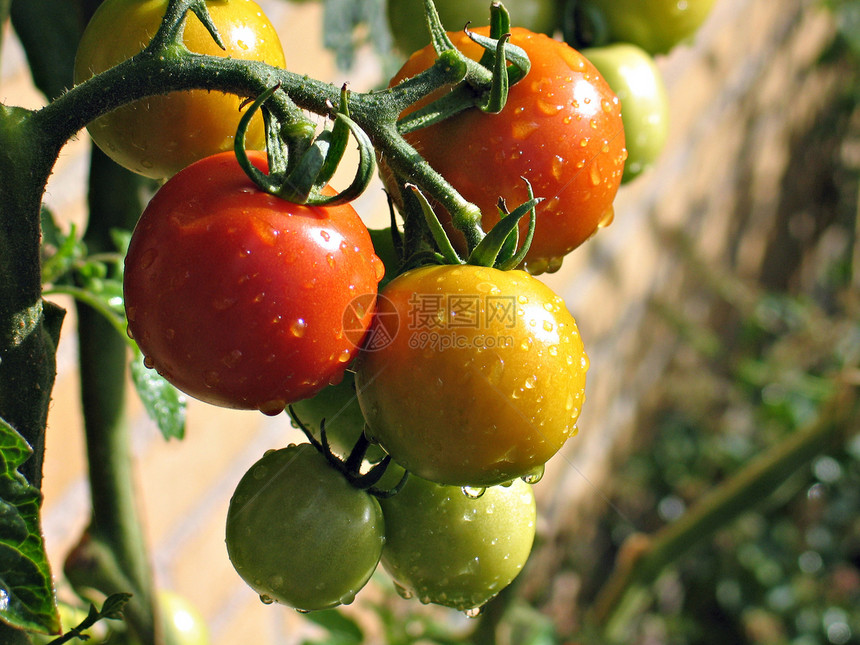 新鲜红番茄美食水果食物蔬菜花园绿色红色农业沙拉饮食图片