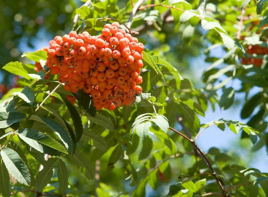 罗旺语Name花园宏观蓝色季节荒野天气食物木头植物浆果图片