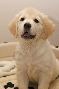黄金寻金小狗犬类动物群家畜动物宠物家庭高清图片