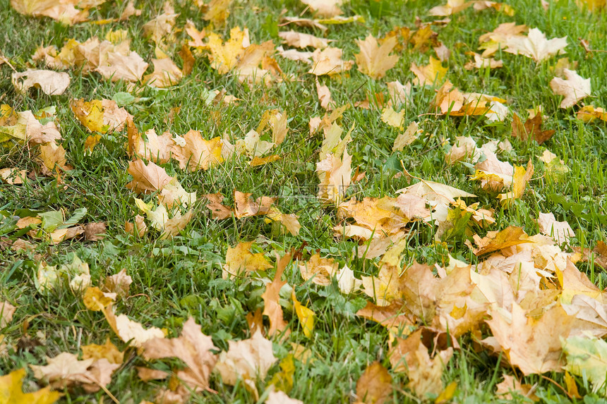 黄黄色秋叶花园土地悲伤晴天叶子绿色季节植物植物群草地图片