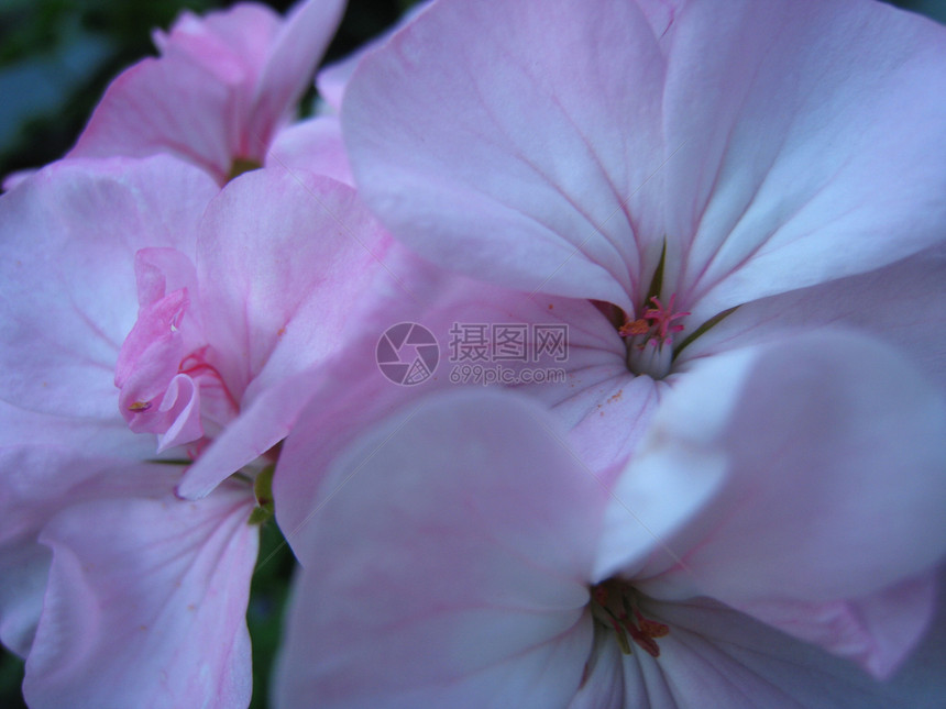 鲜花浆果蓝色黄色粉色紫色绿色动物红色昆虫水果图片