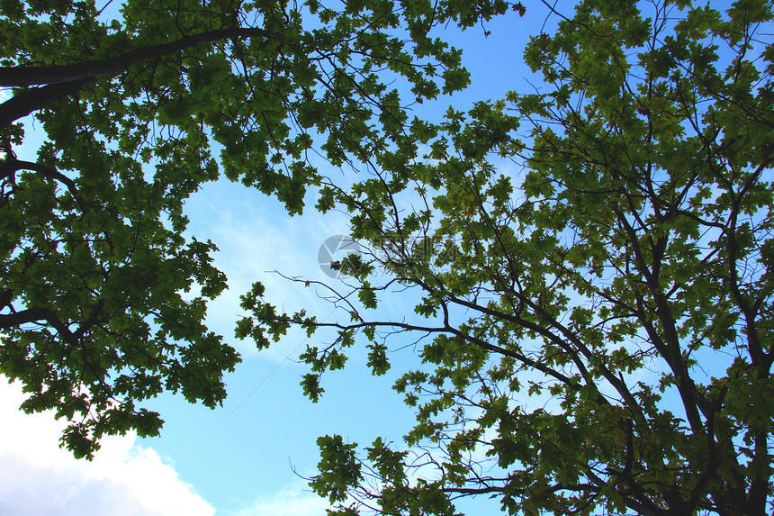 天空背景的橡叶叶草药树叶植物绿色蓝色图片