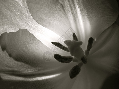 内植物花蕊植物园生物学宏观植物学黑白花粉背景图片