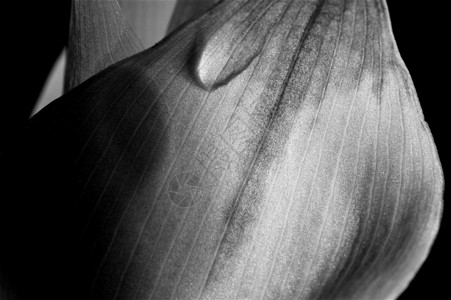 花与滴黑白植物园褶皱生物学植物学细胞瓦腾背景图片