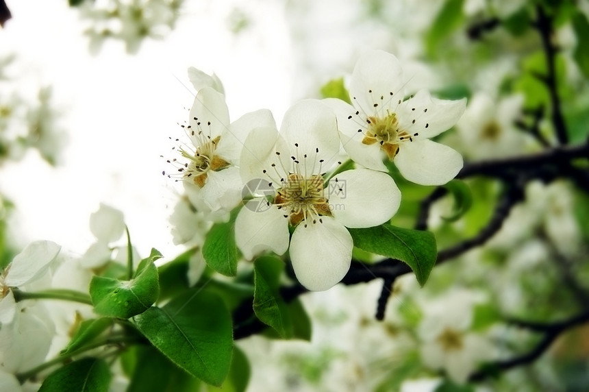 樱花花香水香味花园叶子绿色天空植物脆弱性花瓣阳光图片