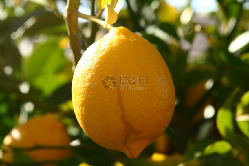 柠檬树食物农业热带生产叶子黄色植物水果绿色花园图片