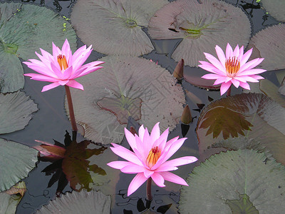 莲花荷花粉色池塘背景图片
