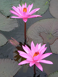 Lotus4 莲花4背景图片