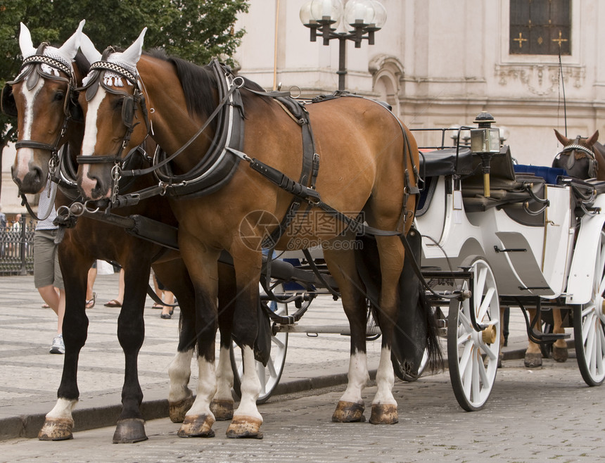 布拉格的马和马车图片