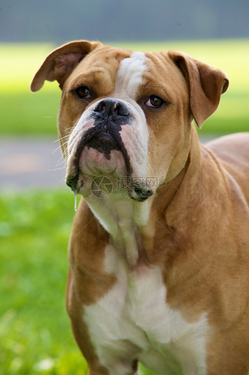 斗牛犬肖像宠物犬类肌肉动物家畜动物群太阳绿色家庭短发图片