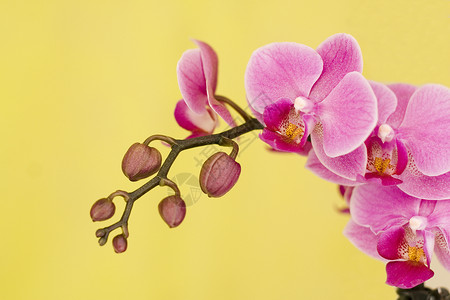 黄色粉红色兰花背景图片
