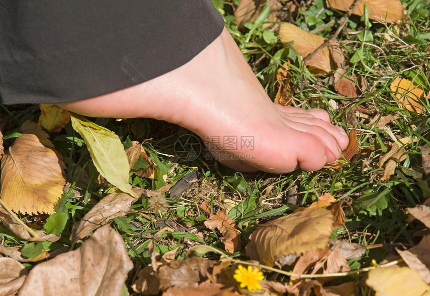 尺数晴天阳光植物黄色植物群叶子土地绿色女性花园图片