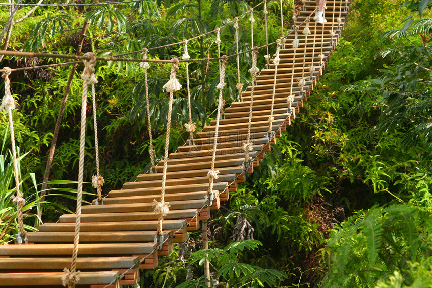 挑战森林游客假期穿越地形天桥树木自由行人绳索图片