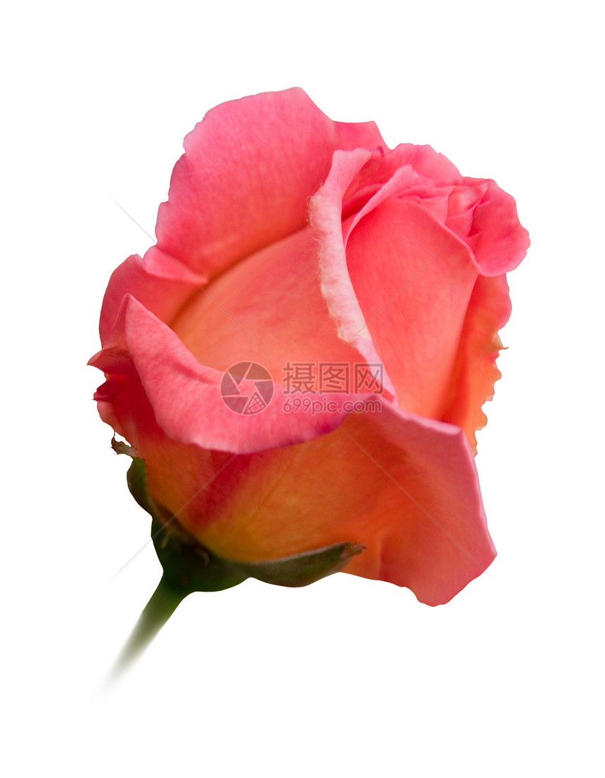 粉色玫瑰花花瓣热情浪漫白色绿色玫瑰压痛植物胸花图片