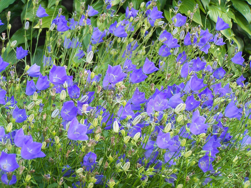 坎帕努拉花花花瓣生态种子薰衣草红花植物群蓝色野花雌蕊紫色图片