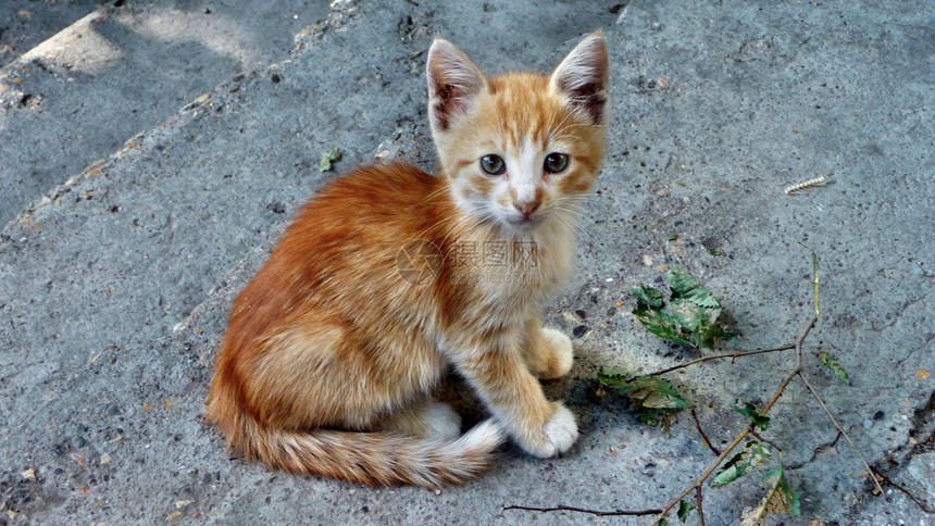 小猫咪孩子思维毛皮宠物猎犬友谊幸福爪子短发眼睛图片