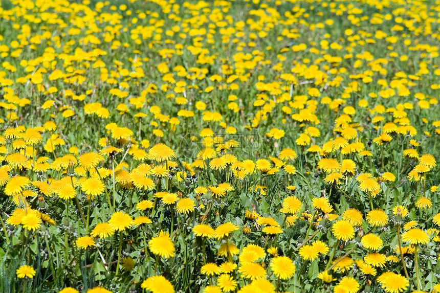 夏季背景乡村花瓣绿色黄色场地草地活力植物牧场农业图片