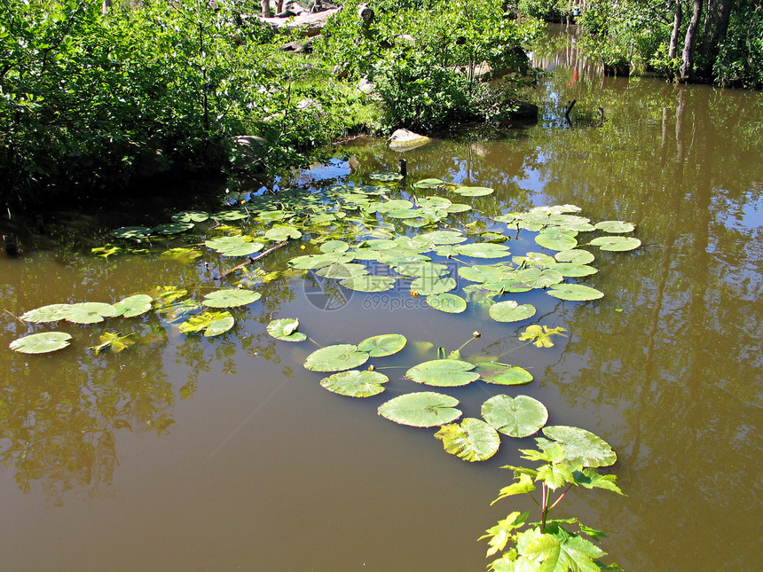 池塘中的水百合植物粉色季节公园阳光反射禅意热带绿色花园图片