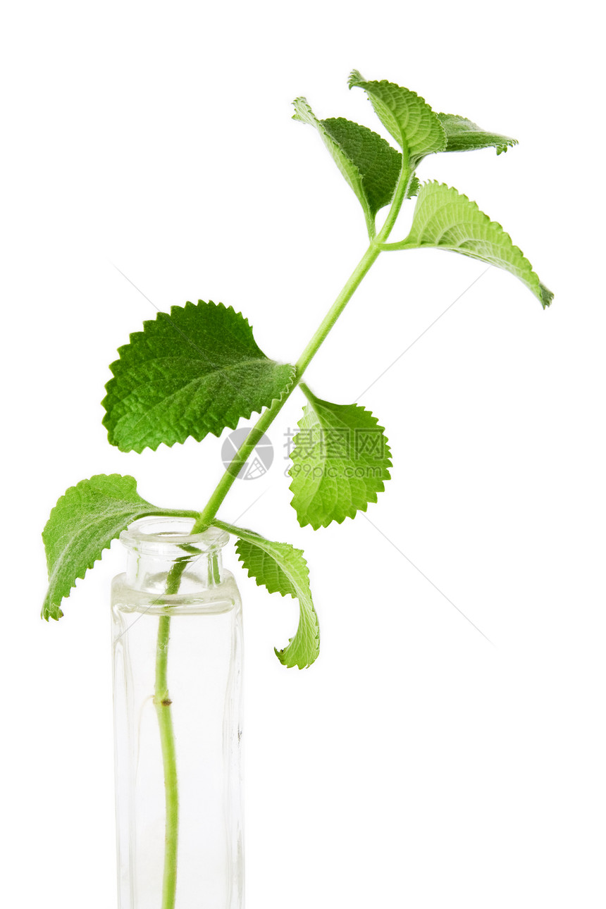 薄粉疗效芳香食物植物草本植物叶子药品玻璃草本草药图片