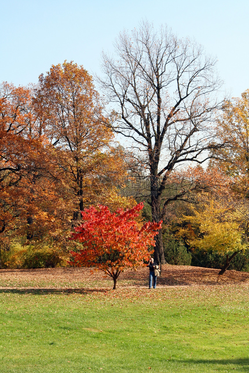 美丽的秋色摄影师木头枯木绿色红色季节橙子叶子图片