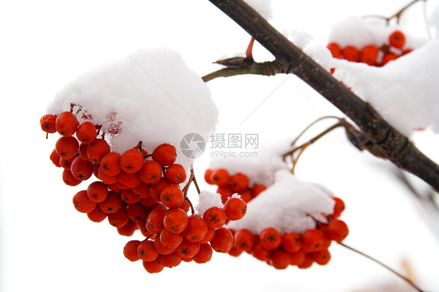 阿什莓植物森林季节寒冷木头水果分支机构林地自然植物群图片