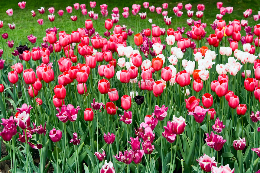 春季郁金花色彩绿色农场花瓣花园场地花朵园艺植物图片