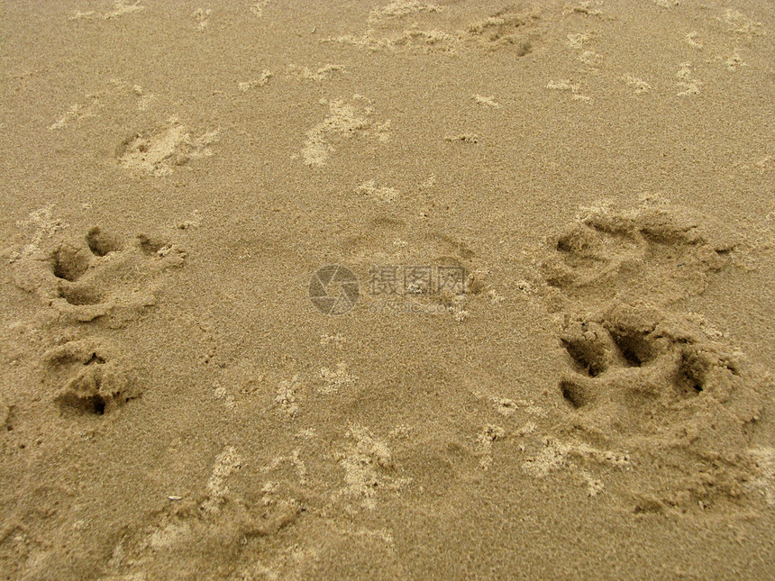 沙上脚印动物图片