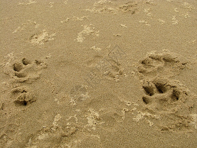 沙上脚印动物背景图片