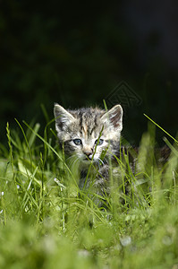 隐藏猫猫花园小猫动物毛皮眼睛背景图片