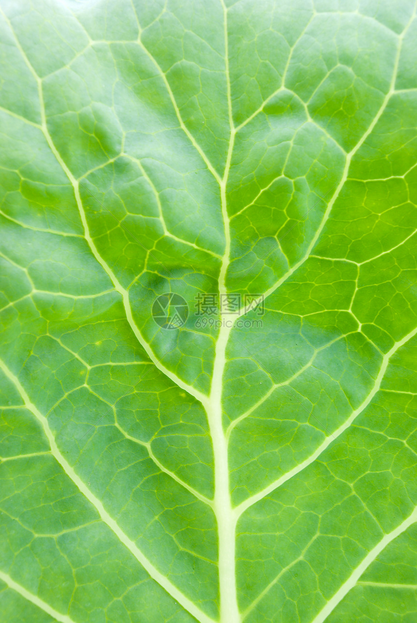 绿页背景生活绿色叶子花园波纹植物床单生长草本植物宏观图片