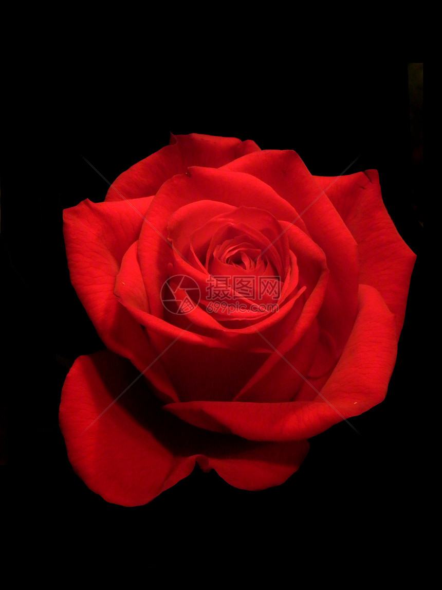 红玫瑰红色黑色图片