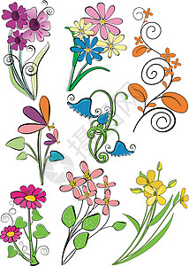 植物学收集收集花花漩涡花束植物学美丽叶子曲线植物生长设计图片