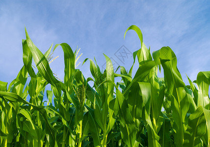 玉米田天气植物蓝色食物天空天堂野生动物气候场地背景图片