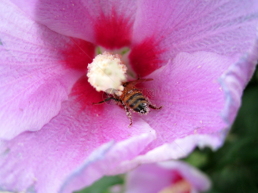 蜜蜂昆虫面包花粉图片