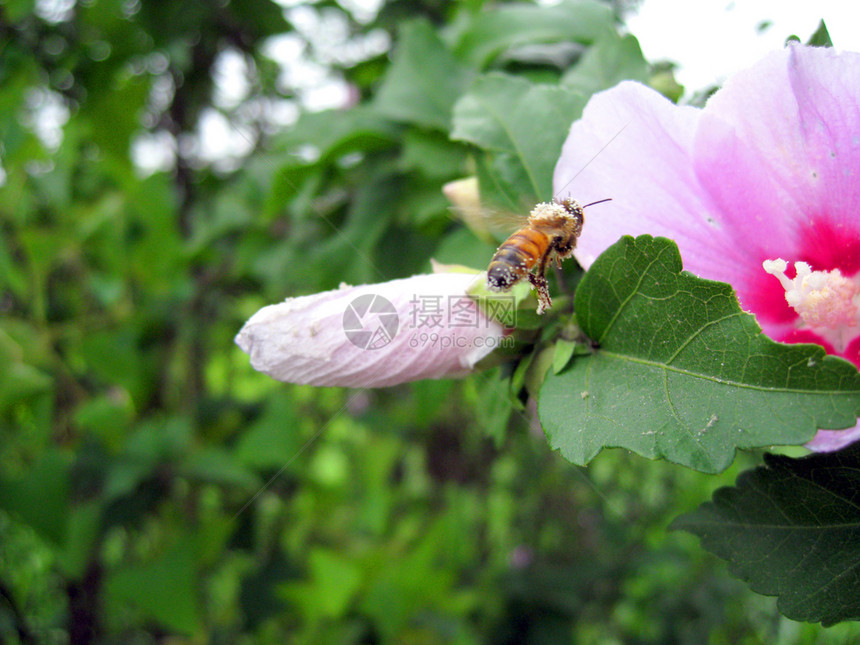 蜜蜂昆虫绿色植物学面包叶子图片