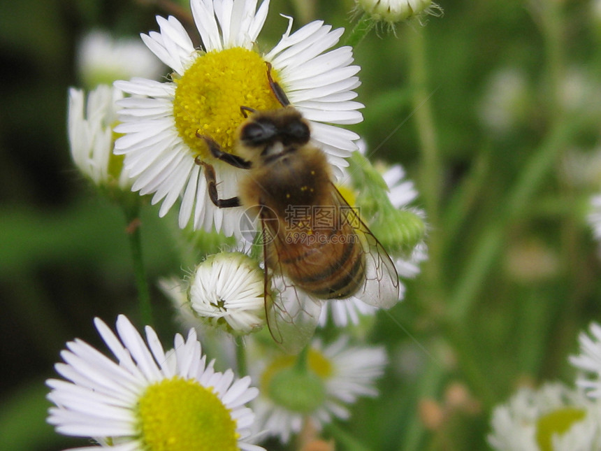 蜜蜂昆虫面包生活荒野植物学图片
