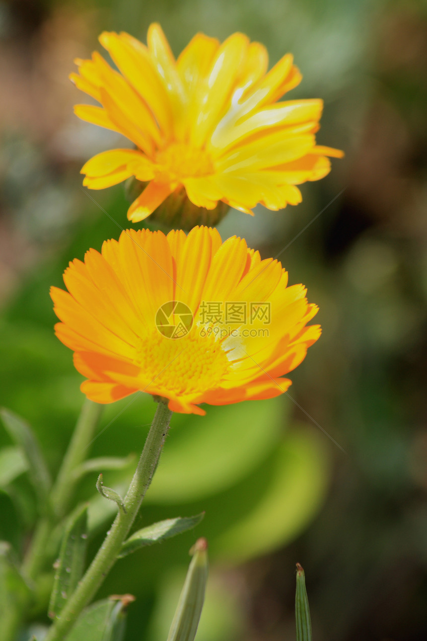 Calendula 计算元盘季节性绿色药品橙子环境花园植物花瓣生态植物学图片