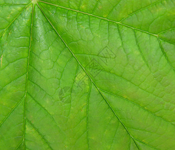 叶子紧闭叶绿素居住线条绿色背景图片