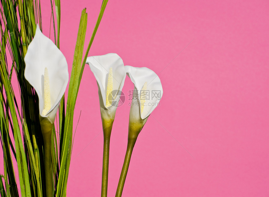 粉红背景的白百合花店植物学粉色花粉季节白色花园植物礼物花瓣图片