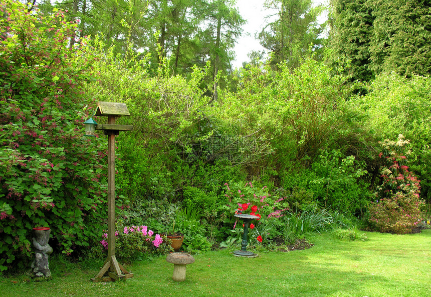 园花园鸟巢树木绿色草地英语图片