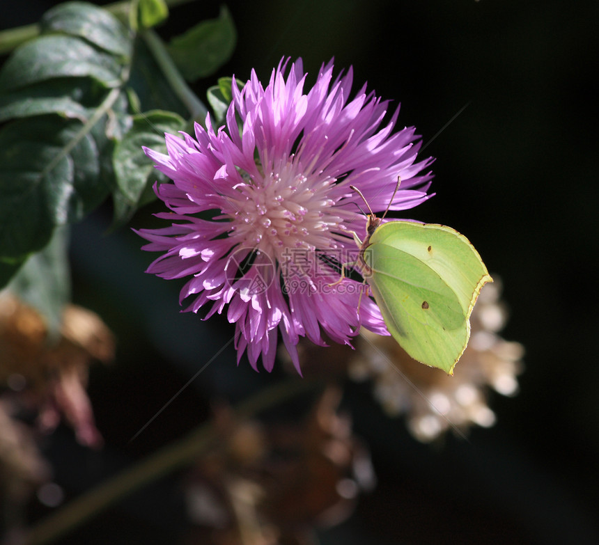 麦地利列姆尼季节花瓣环境植物群触角花粉野生动物蝴蝶宏观翅膀图片