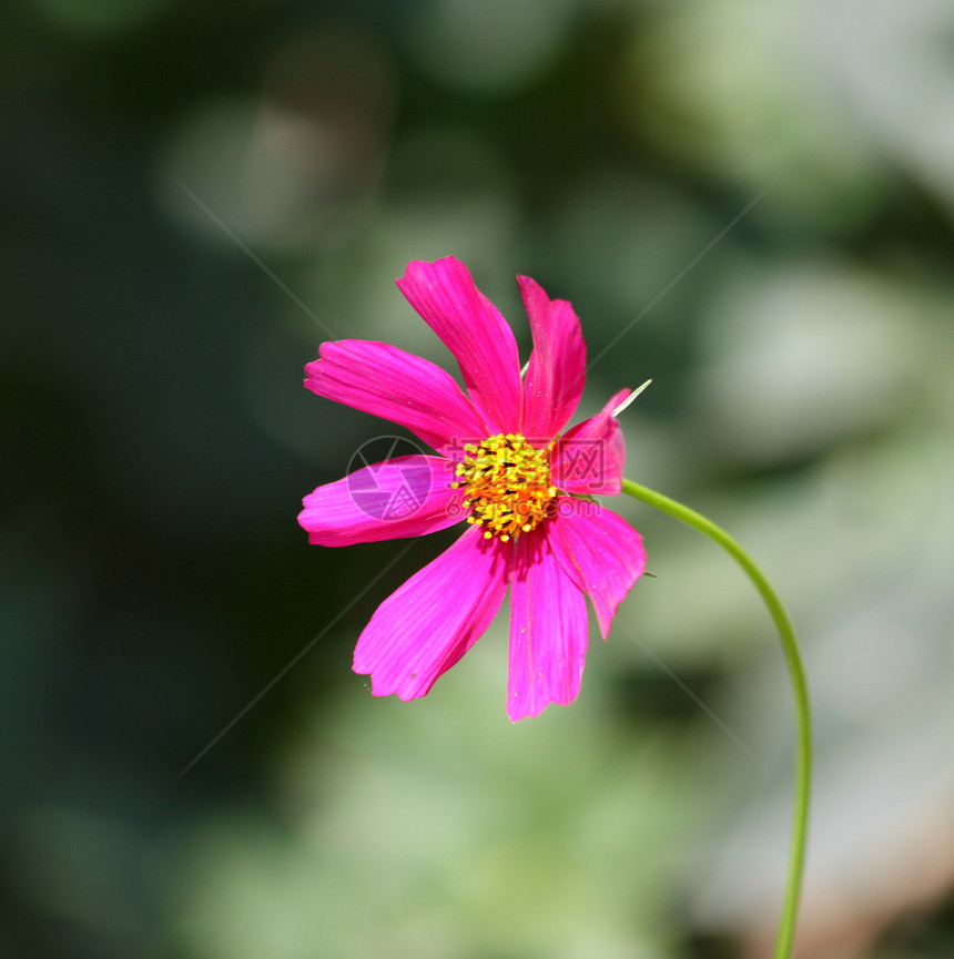 宇宙号绿色粉色植物宏观生态花园花瓣植物群季节季节性图片