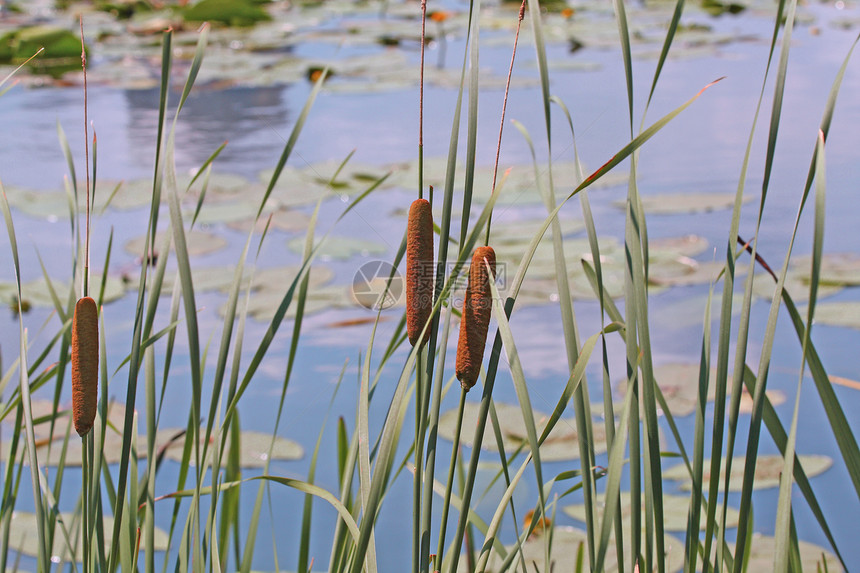 肯纳生态池塘荷花季节芦苇树叶绿色蓝色反射环境图片