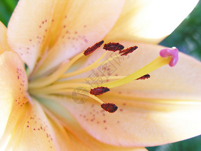 百合花束花园树叶叶子花瓣背景图片