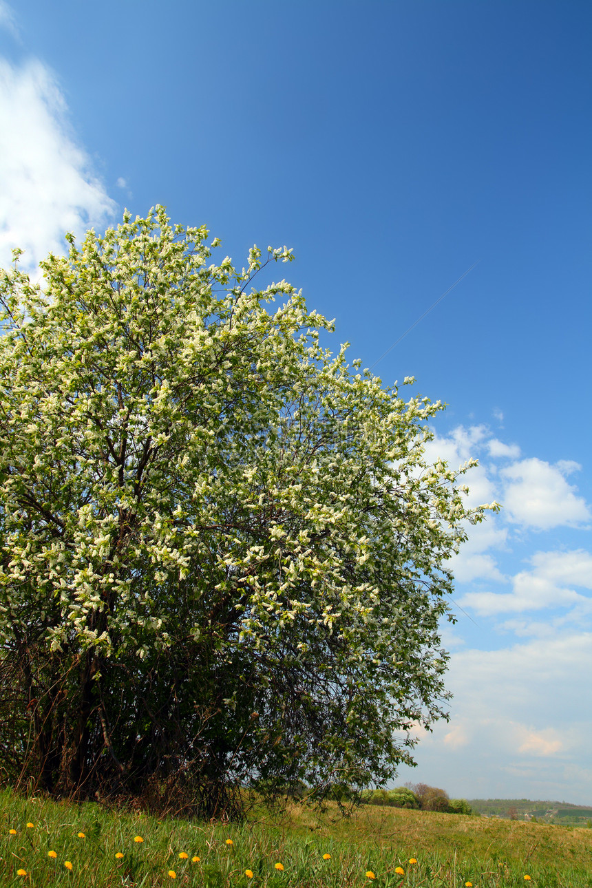 鲜花鸟樱花树草地天空场地蓝色太阳环境阳光白色季节场景图片