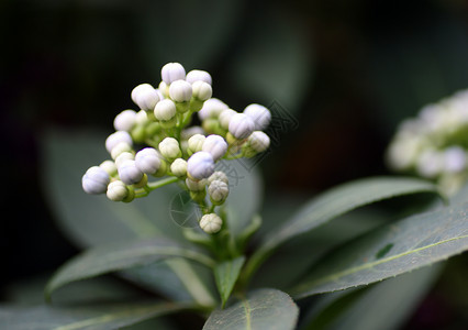 白色热带小花花背景图片