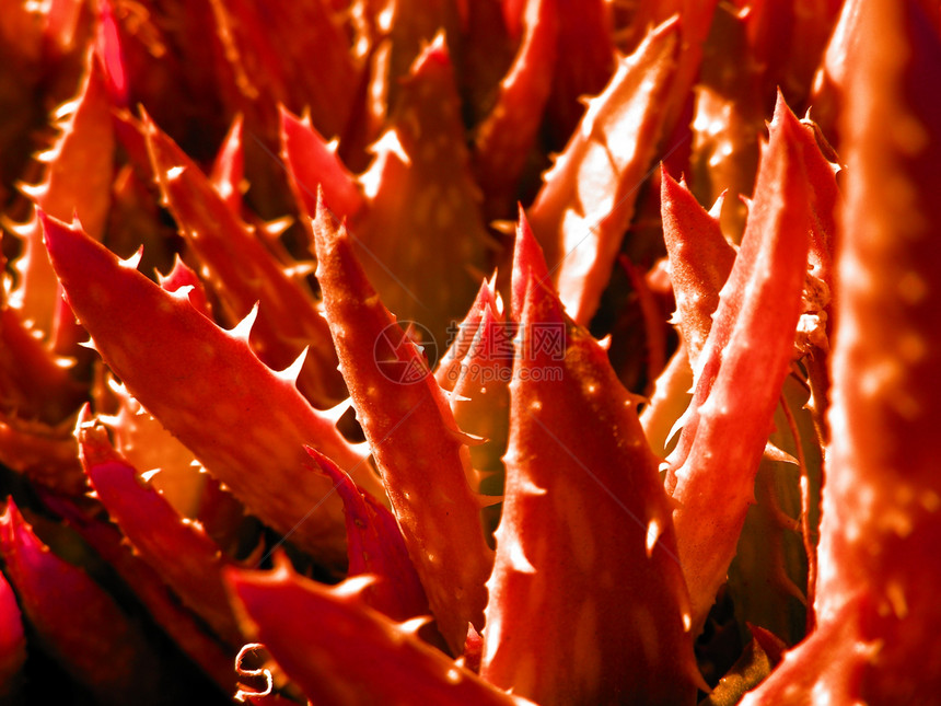 aloe 体阳性植物生长披针形肉质倒钩花瓣沙漠日晒多刺尖刺荆棘图片