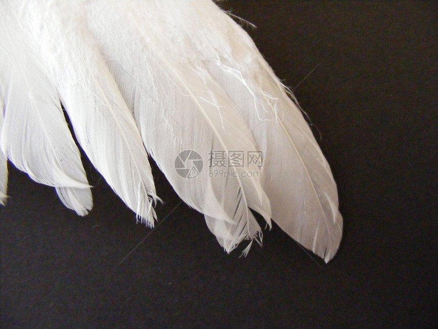 白翼羽毛动物宏观白色黑色雀斑图片