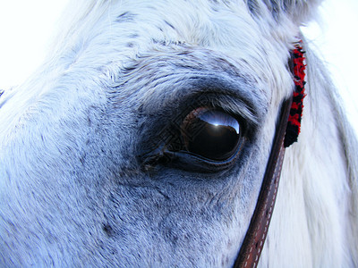黄日落瞳孔哺乳动物马术马属马匹日落牧场牛仔乡村野瓜高清图片