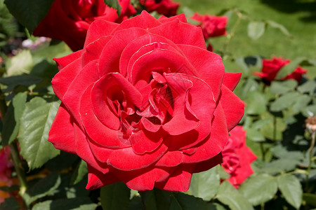 玫瑰花束粉色花园花瓣植物红色灌木背景图片